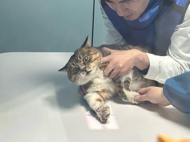 小猫手掌变成熊掌……