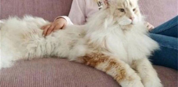 缅因猫和狮子猫哪个好养