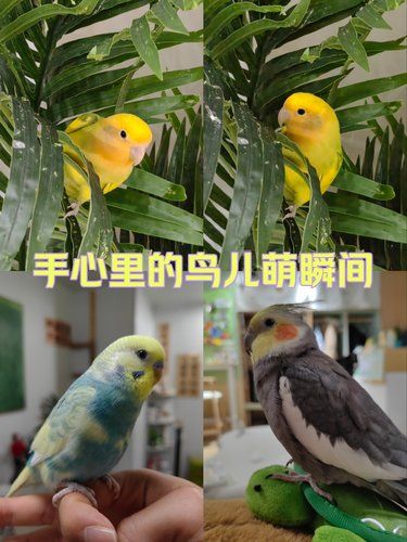 小鸟亲亲～头一回撸鸟