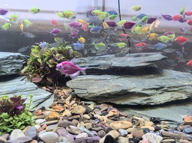 京西巨大又便宜的花鸟鱼虫市场！