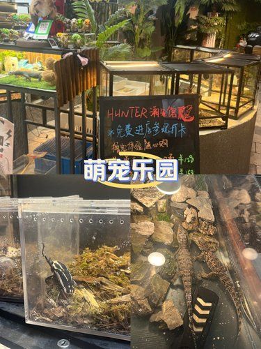 萌宠小乐园