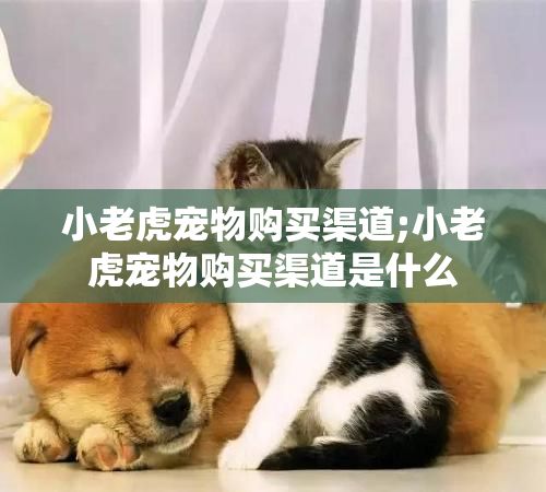 小老虎宠物购买渠道;小老虎宠物购买渠道是什么