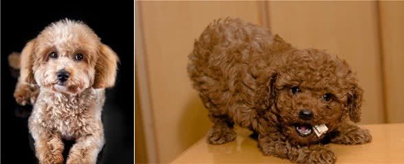茶杯泰迪犬好养吗?多少钱一只