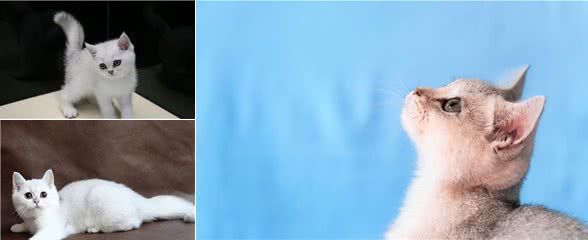 银渐层是属于什么品种的猫,多少钱一只?