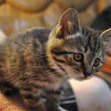 中国狸花猫多少钱一只?