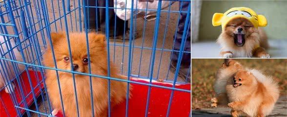 博美犬“价格”多少钱一只?你是买亏了,还是捡了大便宜?