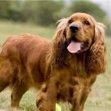 可卡犬纯种可卡犬多少钱一只,了解价格别被忽悠了