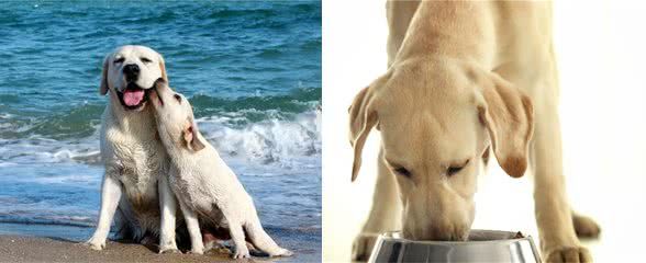拉布拉多犬的价格:多少钱一只?
