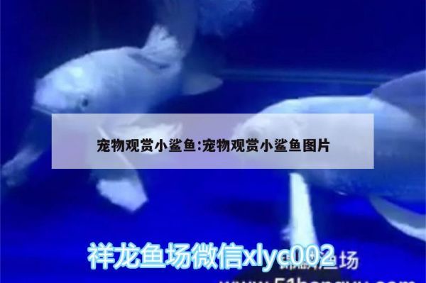 宠物观赏小鲨鱼:宠物观赏小鲨鱼图片