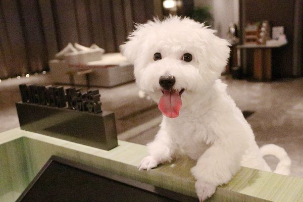 重庆渝融豪生酒店可带宠物入住