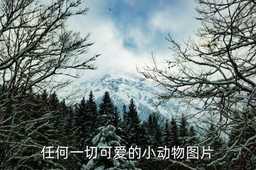 任何一切可爱的小动物图片