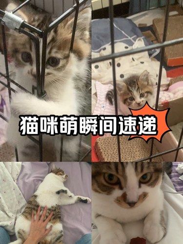 突然想给猫猫做个体检，竟意外发现…