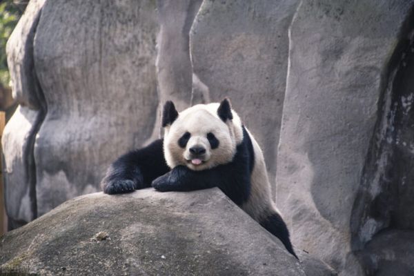 世界上五个国家的宝贝嘎达,还是我们的最“萌”