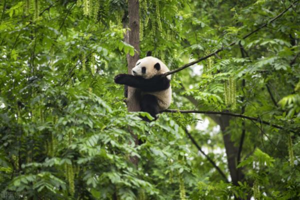 世界上五个国家的宝贝嘎达,还是我们的最“萌”