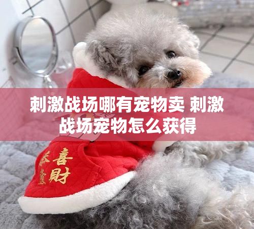 刺激战场哪有宠物卖 刺激战场宠物怎么获得