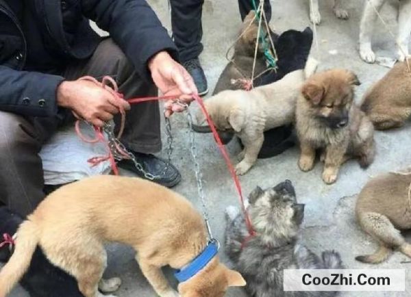 宠物被偷了怎么办