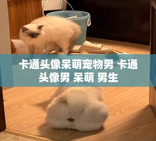 卡通头像呆萌宠物男 卡通头像男 呆萌 男生