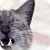 照顾宠物猫