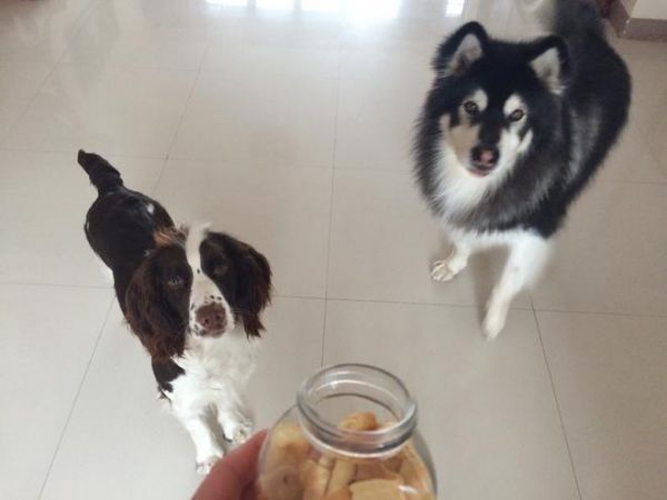 狗狗零食之奶酪小饼干的做法