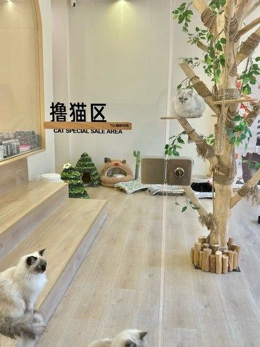 卧槽！义乌这家猫咪酒店太舒适啦！！