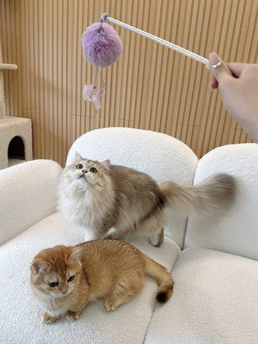 义乌一家幸福感拉满的猫咖治愈一整天！