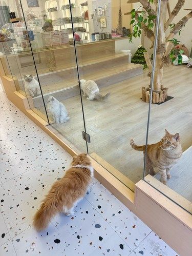 铲屎官过年可以放心回家了 猫猫太幸福了