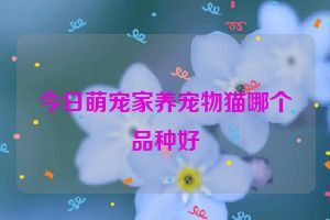 今日萌宠家养宠物猫哪个品种好