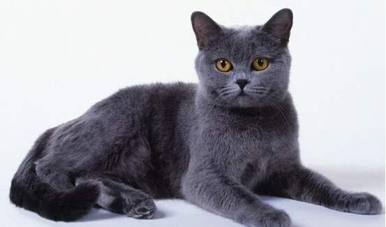 蓝猫的品种介绍及特点，3种蓝猫的区别详解
