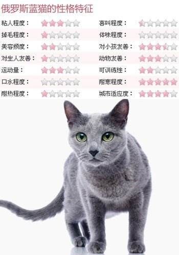 蓝猫的品种介绍及特点，3种蓝猫的区别详解