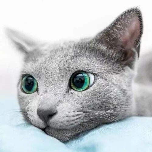 蓝猫的品种介绍及特点，3种蓝猫的区别详解