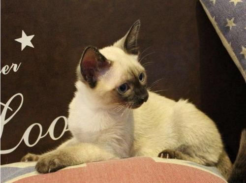 混血猫的魅力——蓝猫暹罗猫（探究蓝猫暹罗猫混血的品种特点与饲养注意事项）