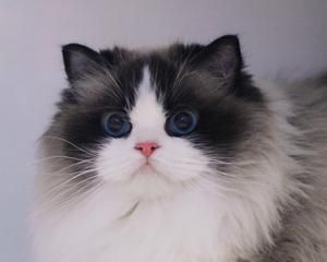 英长纯白与布偶猫的完美混血（探究英长纯白和布偶猫混血后代的可爱与魅力）