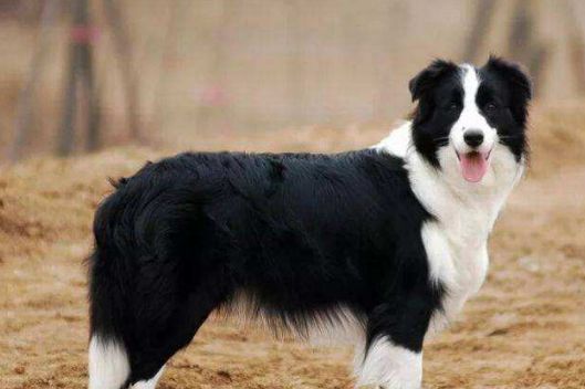 边牧犬的这8大颜色,哪种最吸引你?