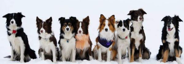 边牧犬的这8大颜色,哪种最吸引你?