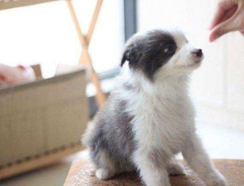 边牧犬的这8大颜色,哪种最吸引你?