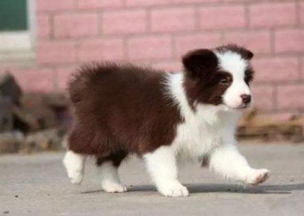 边牧犬的这8大颜色,哪种最吸引你?