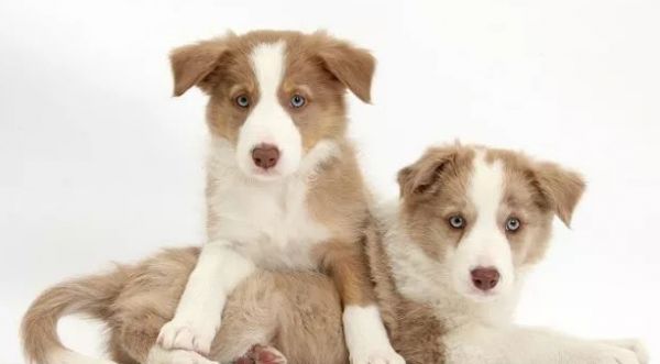 边牧犬的这8大颜色,哪种最吸引你?