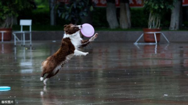 边牧犬的这8大颜色,哪种最吸引你?