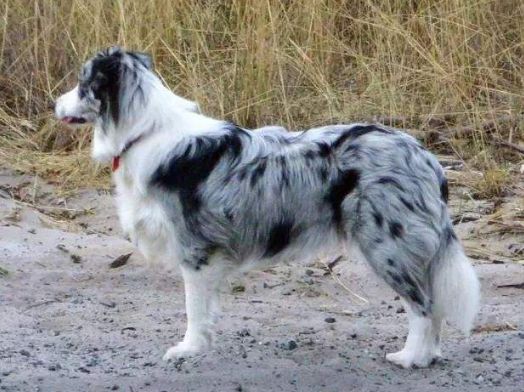 边牧犬的这8大颜色,哪种最吸引你?