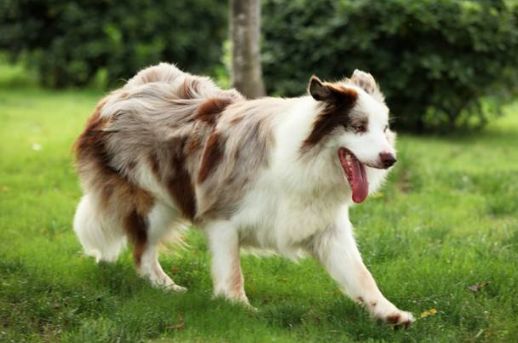 边牧犬的这8大颜色,哪种最吸引你?
