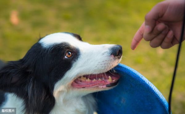 边牧犬的这8大颜色,哪种最吸引你?