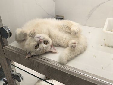 冬天猫容易生什么病