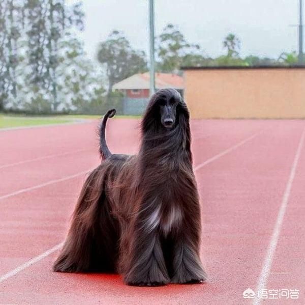 狗的寿命_寿命狗的寿命多长_寿命狗的寿命
