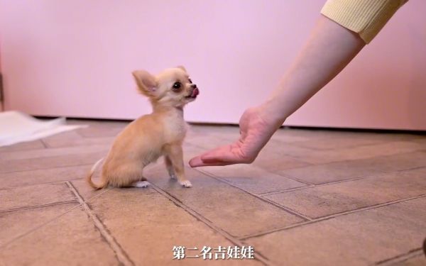 寿命狗的寿命多长_狗的寿命_寿命狗的寿命