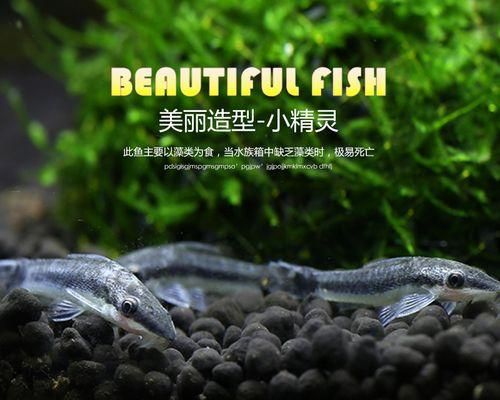 以黑线飞狐为宠物的饲养方法（如何打理你的黑线飞狐）
