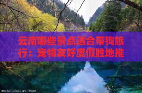 云南哪些景点适合带狗旅行：宠物友好度假胜地推荐