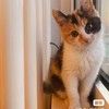 玳瑁猫猫求领养