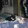 奶牛猫找新家