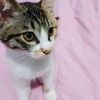 萌猫赠送，求收养