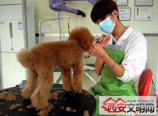春节假期宠物寄存一窝难求 飞机托运提醒记得自备航空箱